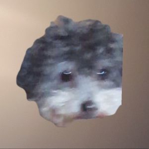 Meet your Posher, Gabriela